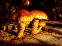 toadstools38