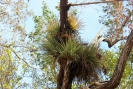 air plants