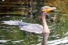cormorant