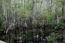 swamp