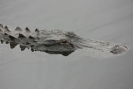 gator