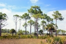 grasslands