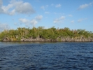mangroves