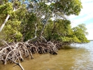 mangroves