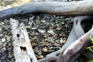 shell mounds