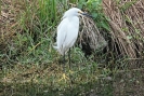 egret