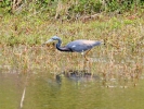 heron
