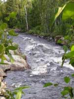 rapids from old logging bridge
