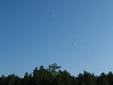 hawks in flight