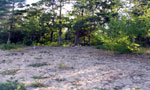 shady camp