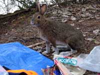 hare in camp
