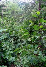 old portage via lac saimiri