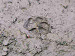 wolf track